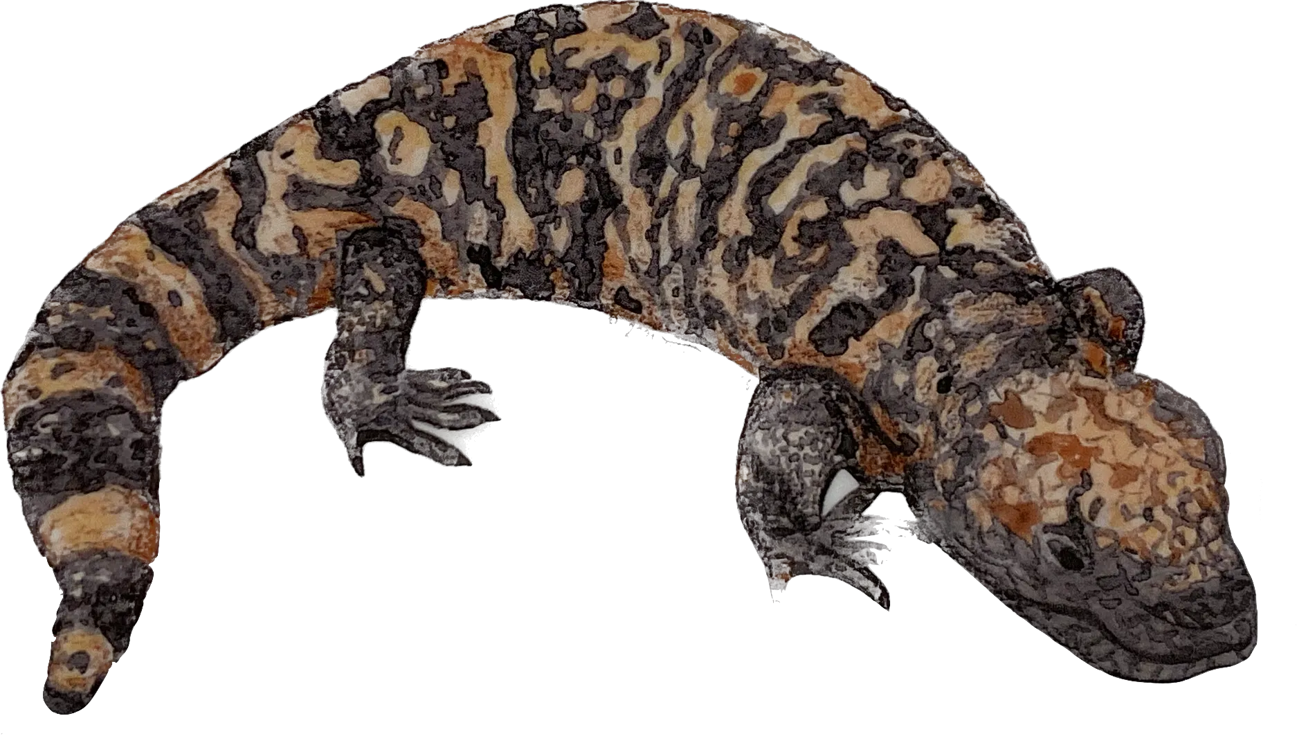 Lizard Sticker