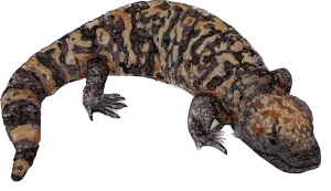 Lizard Sticker